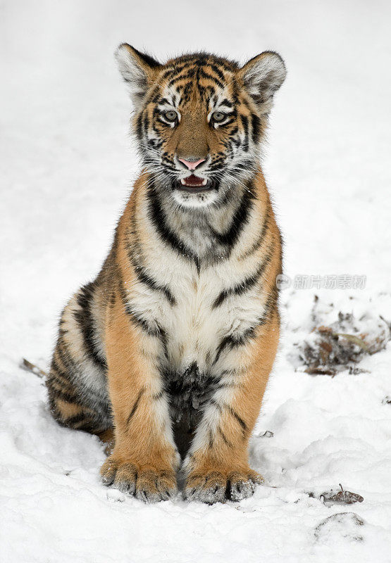 冬天的小东北虎(Panthera tigris altaica)